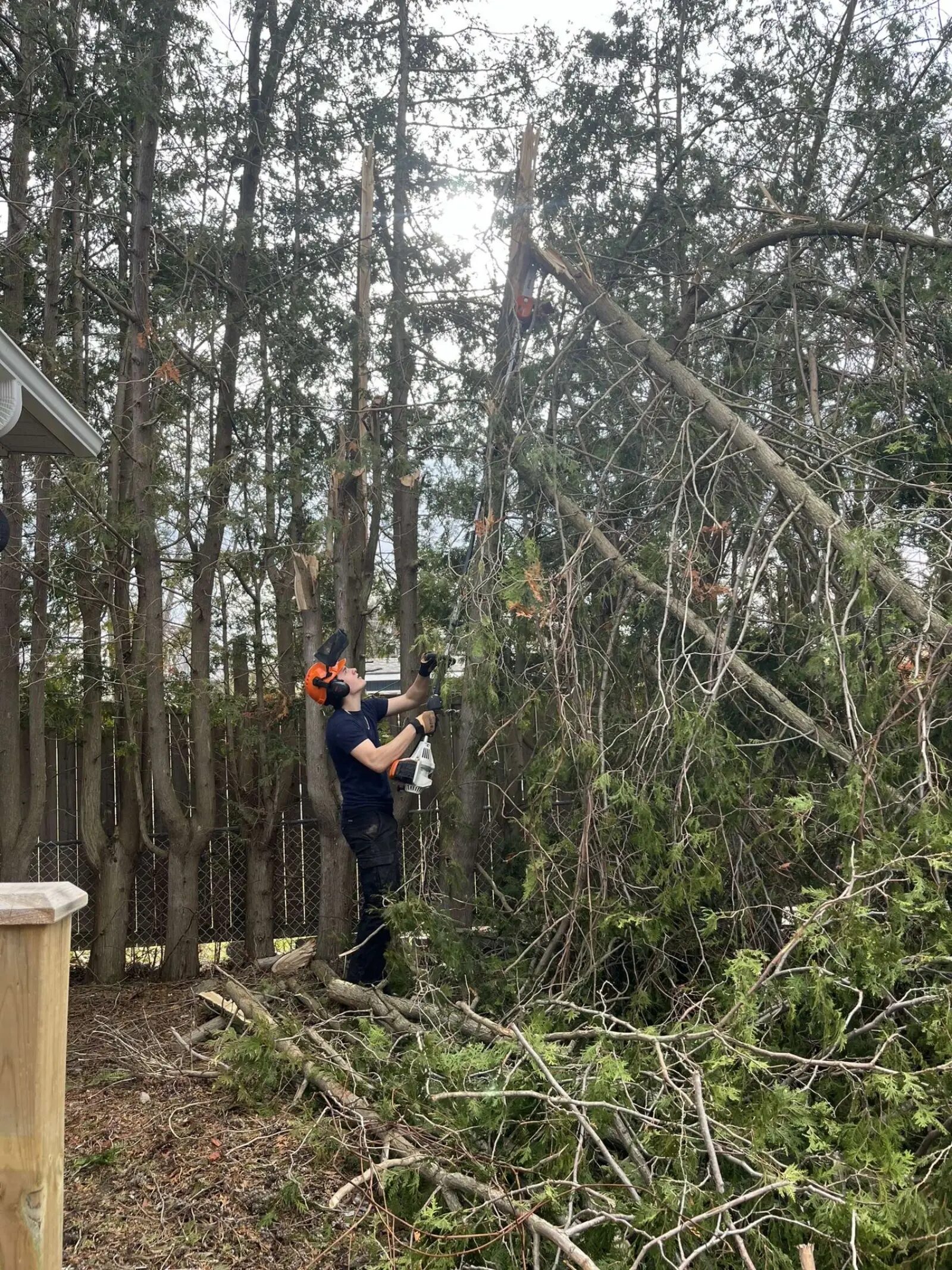 Tree & Branch Removal
